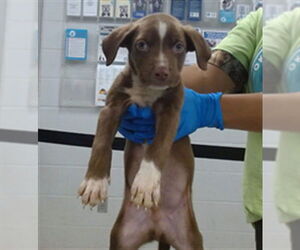 American Pit Bull Terrier-Unknown Mix Dogs for adoption in Oklahoma City, OK, USA