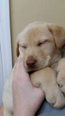 Medium Photo #1 Golden Labrador Puppy For Sale in Newark, DE, USA