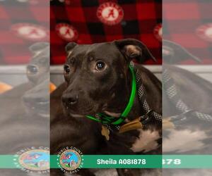 Labrador Retriever-Unknown Mix Dogs for adoption in Mobile, AL, USA