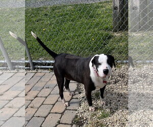 American Staffordshire Terrier-Border Collie Mix Dogs for adoption in Spring Lake, NJ, USA