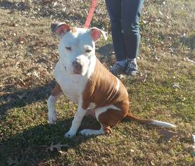 American Pit Bull Terrier Dogs for adoption in Baton Rouge, LA, USA