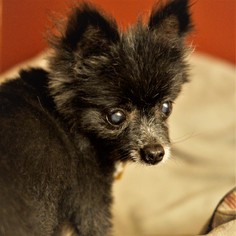Pomeranian Dogs for adoption in Bealeton, VA, USA
