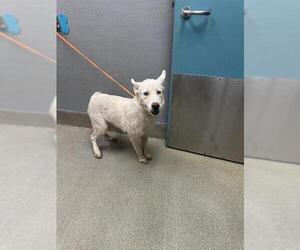 Huskies -Unknown Mix Dogs for adoption in Las Vegas, NV, USA