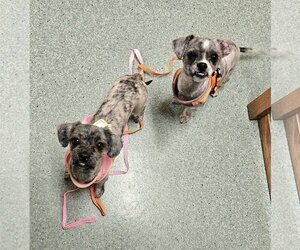 Shih Tzu Dogs for adoption in Lebanon, PA, USA