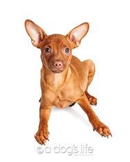 Medium Photo #1 Chipin Puppy For Sale in Tempe, AZ, USA