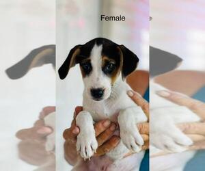 Jack Russell Terrier Dogs for adoption in Pembroke, GA, USA