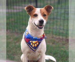 Mutt Dogs for adoption in San Antonio, TX, USA