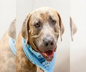 American Pit Bull Terrier-Unknown Mix Dogs for adoption in Sanford, FL, USA