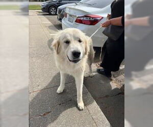 Great Pyrenees Dogs for adoption in Stockton, CA, USA
