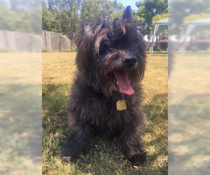 Cairn Terrier Dogs for adoption in Ventura, CA, USA