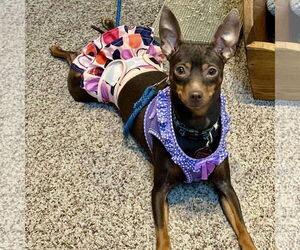 Miniature Pinscher Dogs for adoption in Spring Lake, NC, USA