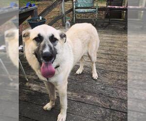 Anatolian Shepherd Dogs for adoption in Holly Hill, SC, USA