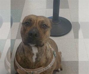 Mutt Dogs for adoption in Oklahoma City, OK, USA