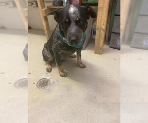 Mutt Dogs for adoption in Camden, TN, USA
