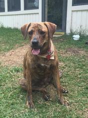 Small Plott Hound