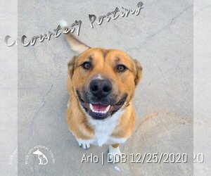 German Shepherd Dog-Unknown Mix Dogs for adoption in Hermosa Beach, CA, USA