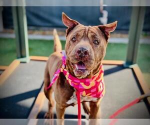 Chinese Shar-Pei-Unknown Mix Dogs for adoption in Orlando, FL, USA