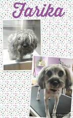 Shih Apso Dogs for adoption in Missouri City, TX, USA