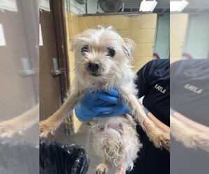 Mutt Dogs for adoption in Stockton, CA, USA