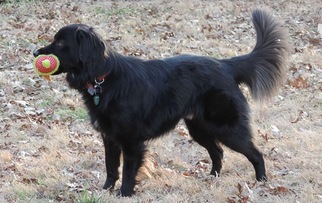 Borador Dogs for adoption in Gainesville, VA, USA