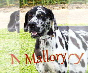 Great Dane Dogs for adoption in Evansville, IN, USA
