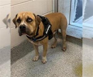 Boxer-Unknown Mix Dogs for adoption in Houston, TX, USA