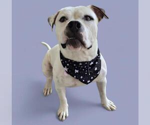 American Bulldog Dogs for adoption in Bakersfield, CA, USA