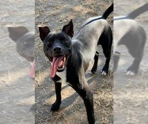 Labrador Retriever-Unknown Mix Dogs for adoption in Riverside, CA, USA