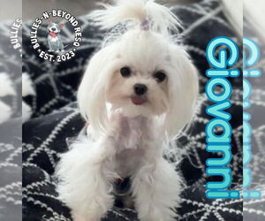 Maltese Dogs for adoption in Omaha, NE, USA