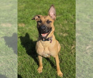 Mutt Dogs for adoption in Minneapolis, MN, USA