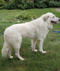 Medium Photo #1 Great Pyrenees Puppy For Sale in Livonia, MI, USA