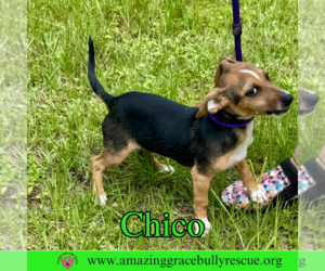 Chiweenie Dogs for adoption in Pensacola, FL, USA
