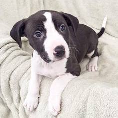 Medium Photo #1 American Staffordshire Terrier-Unknown Mix Puppy For Sale in Sacramento, CA, USA