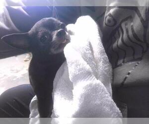 Chihuahua Dogs for adoption in Tallahassee, FL, USA