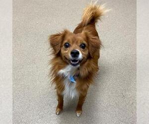 Papillon-Unknown Mix Dogs for adoption in Aurora, CO, USA