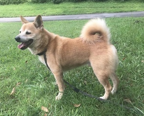 Shiba Inu Dogs for adoption in Stroudsburg, PA, USA