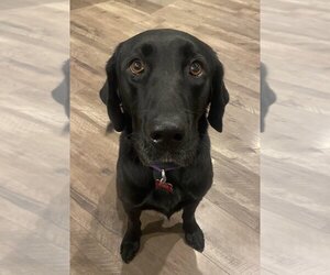 Labrador Retriever-Unknown Mix Dogs for adoption in Boston, MA, USA