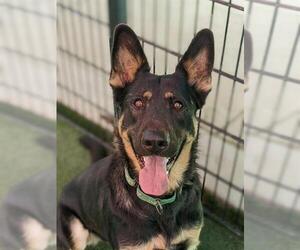 German Shepherd Dog Dogs for adoption in Sacramento, CA, USA