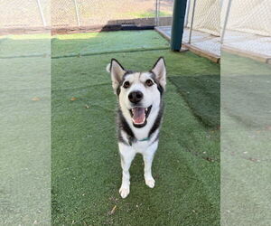 - Mix Dogs for adoption in San Diego, CA, USA