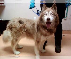 Siberian Husky Dogs for adoption in Martinez, CA, USA