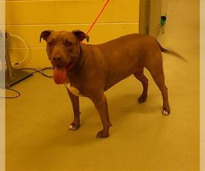 Labrador Retriever-Unknown Mix Dogs for adoption in Sanford, FL, USA