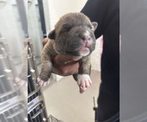 Mutt Dogs for adoption in San Bernardino, CA, USA