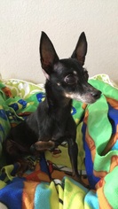 Chipin Dogs for adoption in Las Vegas, NV, USA