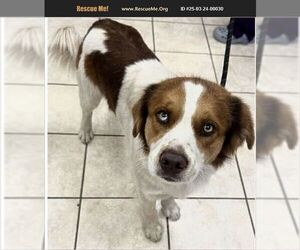 Australian Shepherd-Unknown Mix Dogs for adoption in Benton, PA, USA