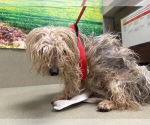Mutt Dogs for adoption in Moreno Valley, CA, USA