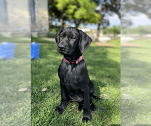 Mutt Dogs for adoption in Fort Worth, TX, USA