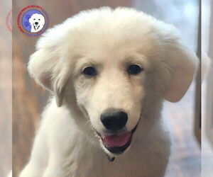 Great Pyrenees Dogs for adoption in Spring, TX, USA