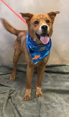 Golden Retriever-Unknown Mix Dogs for adoption in Fredericksburg, VA, USA
