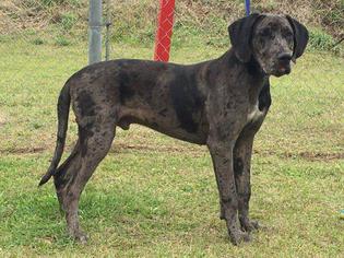 Great Dane Dogs for adoption in Waycross, GA, USA