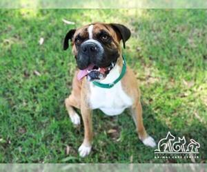 Boxer Dogs for adoption in Irvine, CA, USA